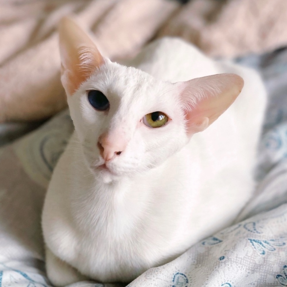 Hi! ♡︎ - Picture 4 of 6